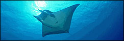 Manta Point