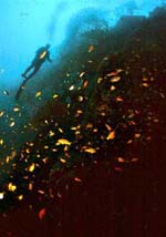 The Nebo Wreck
