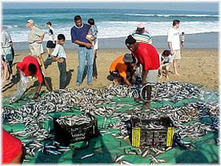 Sardine Run