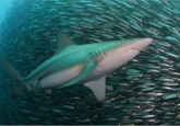 Sardine Run
