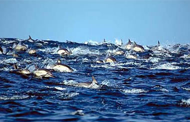 Sardine Run