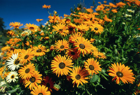 daisies