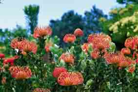 protea
